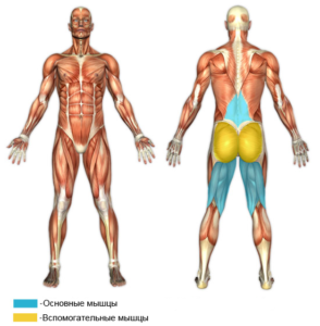 Мышцы, задействованные в гиперэкстензиях