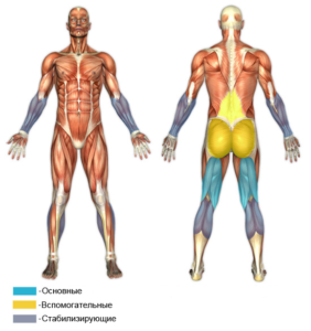 Мышцы работающие в румынской тяге на прямых ногах